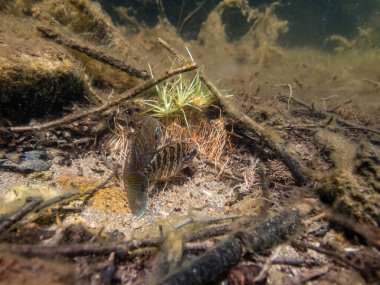 Akvaryumdaki güzel egzotik balığın yakın plan çekimi.