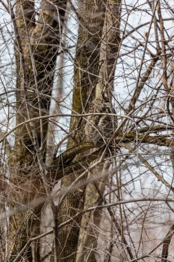 Doğal ortamdaki güzel baykuşun yakın plan çekimi.