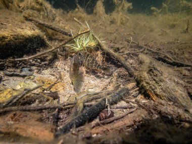 Akvaryumdaki güzel egzotik balığın yakın plan çekimi.