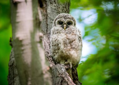 Doğal ortamdaki güzel baykuşun yakın plan çekimi.