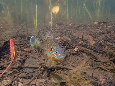 Akvaryumdaki güzel egzotik balığın yakın plan çekimi.