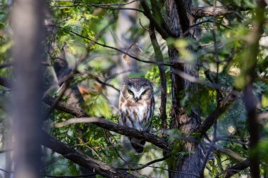 Doğal ortamdaki güzel baykuşun yakın plan çekimi.