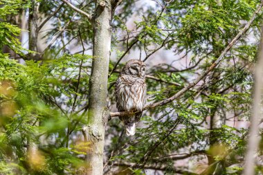Baykuşun ağaç dalına tünediği yakın çekim.