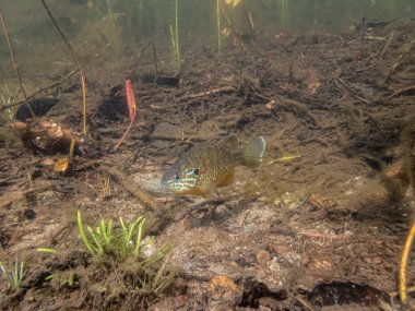 Akvaryumdaki güzel egzotik balığın yakın plan çekimi.