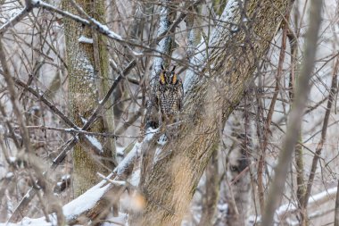 Doğal ortamdaki güzel baykuşun yakın plan çekimi.