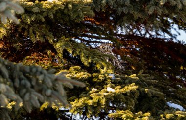 Doğal ortamdaki güzel baykuşun yakın plan çekimi.