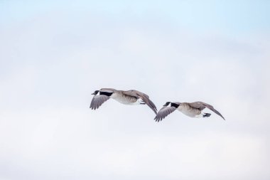 Doğada uçan güzel yaban kazlarının manzaralı görüntüsü.