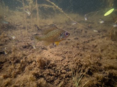 Akvaryumdaki güzel egzotik balığın yakın plan çekimi.