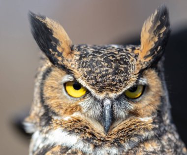 Bulanık arkaplanda güzel baykuşun yakın plan çekimi