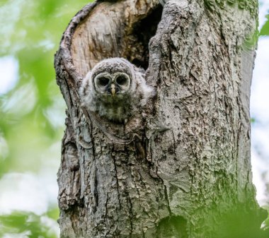Doğal ortamdaki güzel baykuşun yakın plan çekimi.