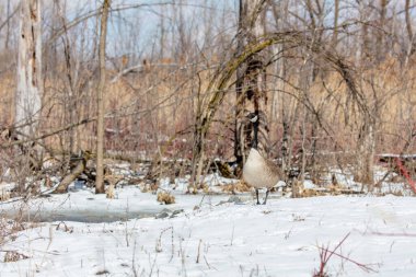 Doğal ortamdaki güzel baykuşun yakın plan çekimi.