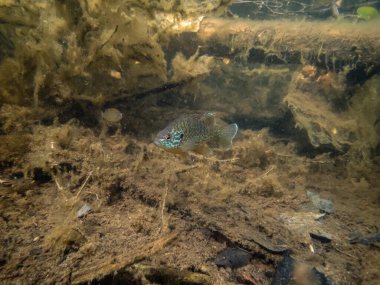 Akvaryumdaki güzel egzotik balığın yakın plan çekimi.