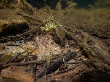 Akvaryumdaki güzel egzotik balığın yakın plan çekimi.