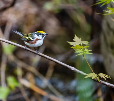 Dallara tüneyen güzel vahşi kuşun yakın çekimi