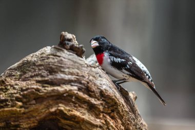 Dallara tüneyen güzel vahşi kuşun yakın çekimi