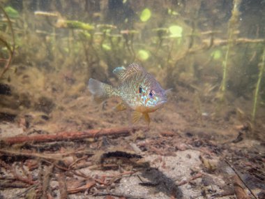 Akvaryumdaki güzel egzotik balığın yakın plan çekimi.