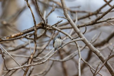 Dallara tüneyen güzel vahşi kuşun yakın çekimi