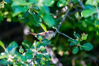 Küçük kuşun yeşil yapraklarla dallara tünediği yakın plan bir çekim.