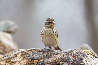 Dallara tüneyen güzel vahşi kuşun yakın çekimi