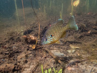 Akvaryumdaki güzel egzotik balığın yakın plan çekimi.