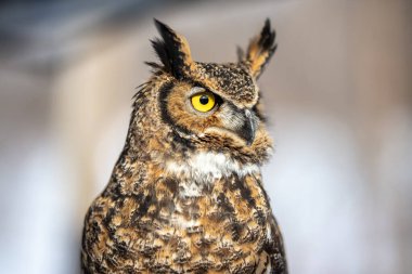 Bulanık arkaplanda güzel baykuşun yakın plan çekimi