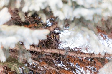 Doğal ortamdaki güzel baykuşun yakın plan çekimi.