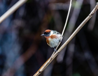 Dallara tüneyen güzel vahşi kuşun yakın çekimi