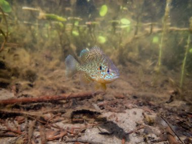 Akvaryumdaki güzel egzotik balığın yakın plan çekimi.