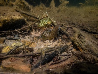 Akvaryumdaki güzel egzotik balığın yakın plan çekimi.
