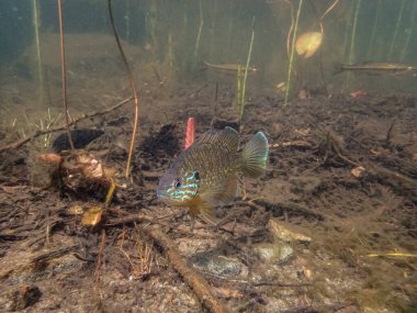 Akvaryumdaki güzel egzotik balığın yakın plan çekimi.