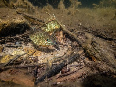 Akvaryumdaki güzel egzotik balığın yakın plan çekimi.