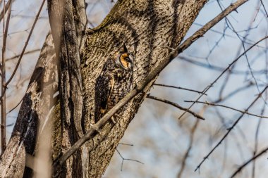 Doğal ortamdaki güzel baykuşun yakın plan çekimi.