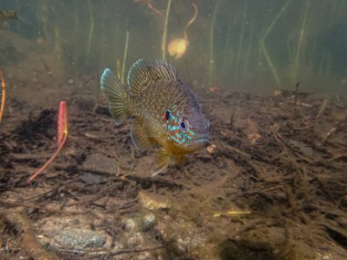 Akvaryumdaki güzel egzotik balığın yakın plan çekimi.