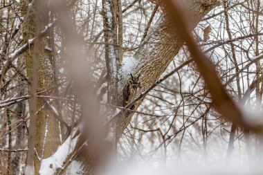 Doğal ortamdaki güzel baykuşun yakın plan çekimi.