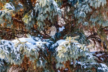 Doğal ortamdaki güzel baykuşun yakın plan çekimi.