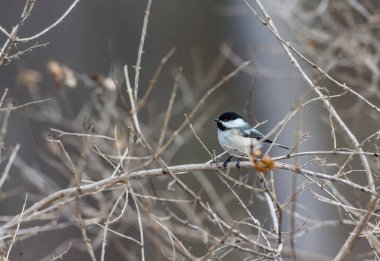 Dallara tüneyen güzel vahşi kuşun yakın çekimi