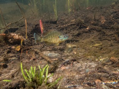 Akvaryumdaki güzel egzotik balığın yakın plan çekimi.