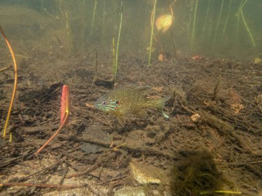 Akvaryumdaki güzel egzotik balığın yakın plan çekimi.