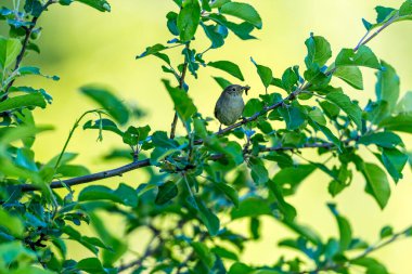 Küçük kuşun yeşil yapraklarla dallara tünediği yakın plan bir çekim.