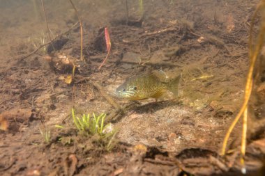 Gölün dibindeki balığın sualtı görüntüsü