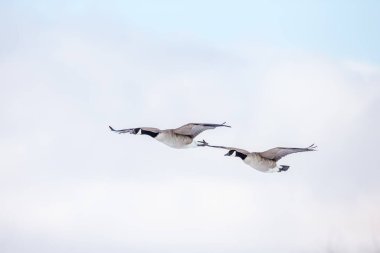 Doğada uçan güzel yaban kazlarının manzaralı görüntüsü.