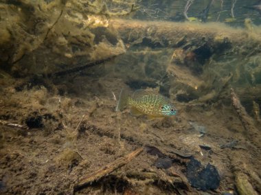Akvaryumdaki güzel egzotik balığın yakın plan çekimi.