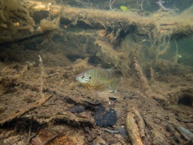 Akvaryumdaki güzel egzotik balığın yakın plan çekimi.