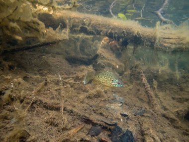 Akvaryumdaki güzel egzotik balığın yakın plan çekimi.