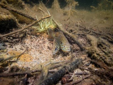 Akvaryumdaki güzel egzotik balığın yakın plan çekimi.