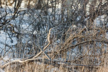 Doğal ortamdaki güzel baykuşun yakın plan çekimi.