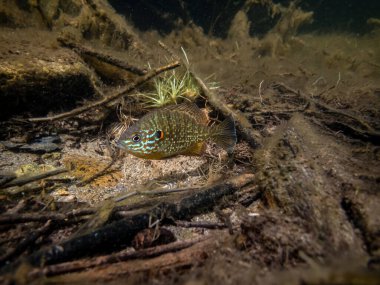 Akvaryumdaki güzel egzotik balığın yakın plan çekimi.