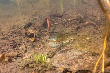 Gölün dibindeki balığın sualtı görüntüsü