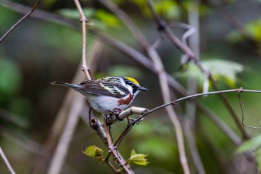 Dallara tüneyen güzel vahşi kuşun yakın çekimi