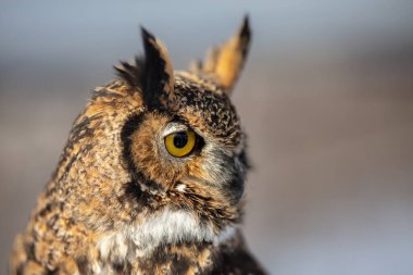 Bulanık arkaplanda güzel baykuşun yakın plan çekimi